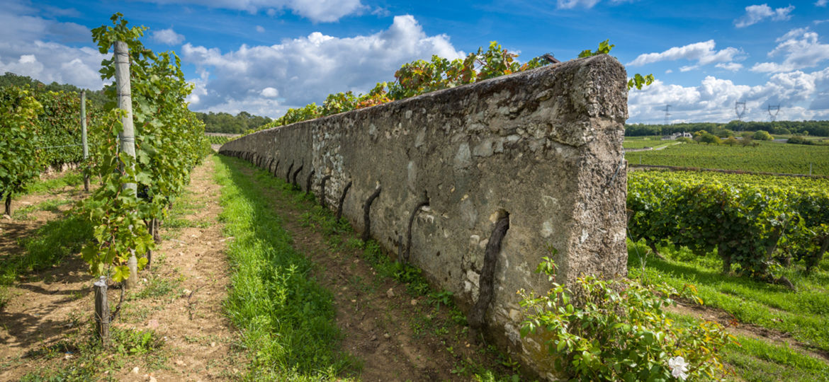 vignes-murs