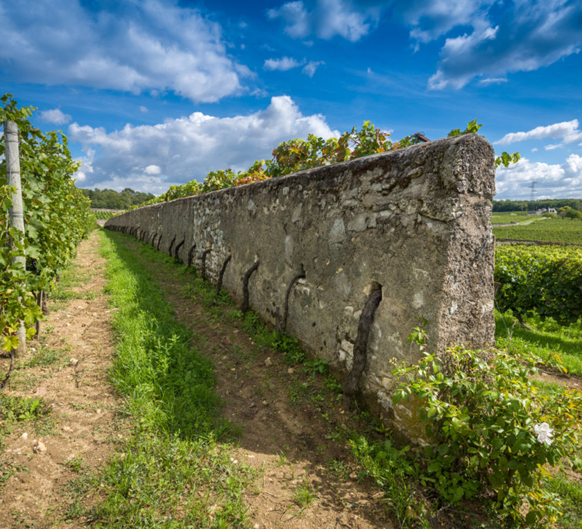 vignes-murs