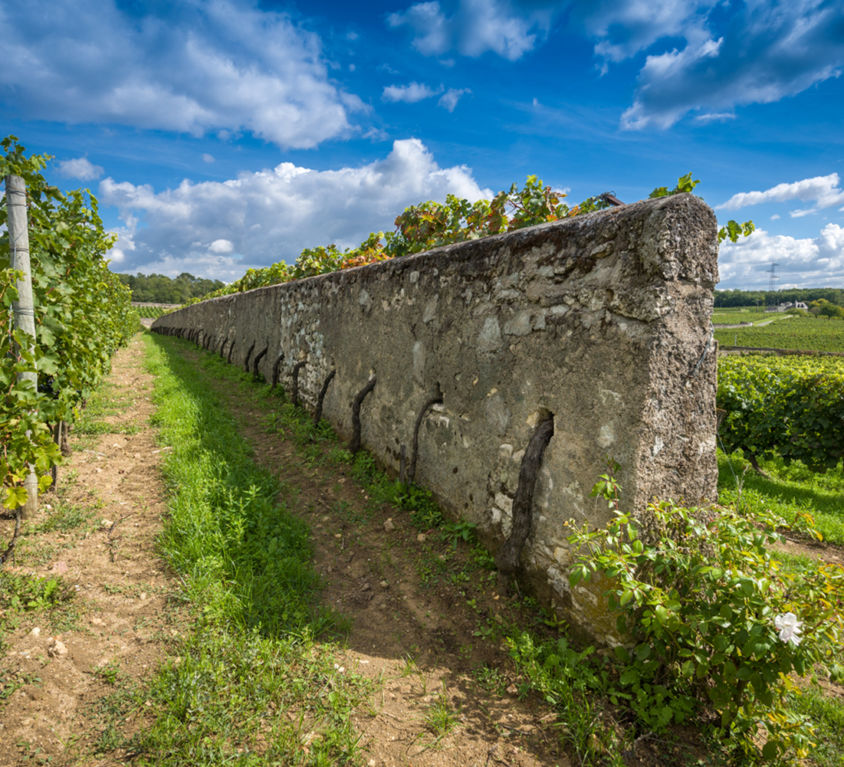 vignes-murs