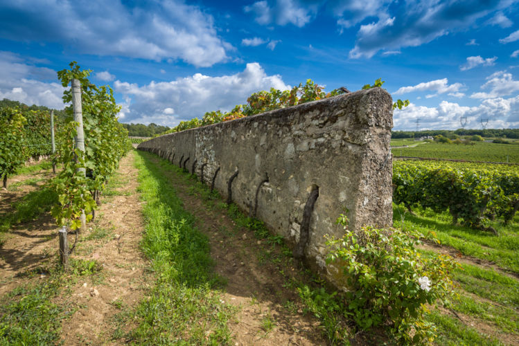 vignes-murs